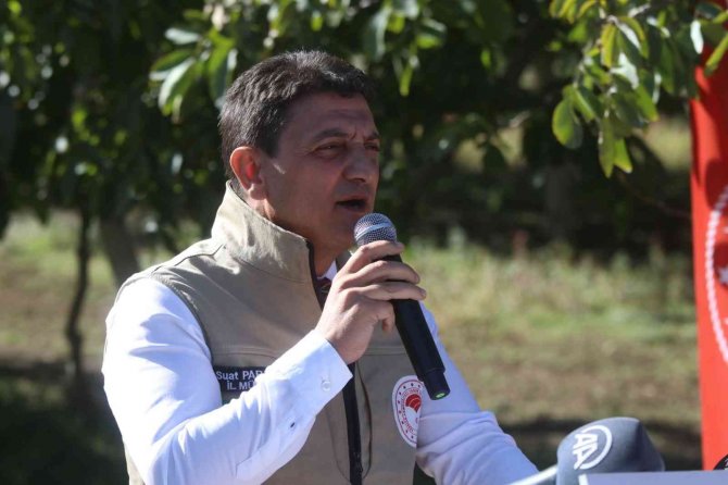 Yalova’da Ceviz Hasadı Başladı