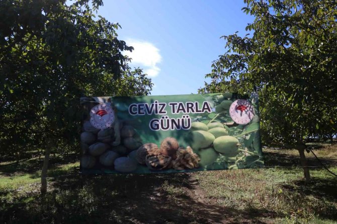 Yalova’da Ceviz Hasadı Başladı