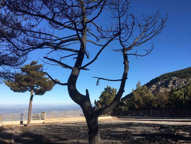 Spil Milli Parkı’nda Korkutan Yangın