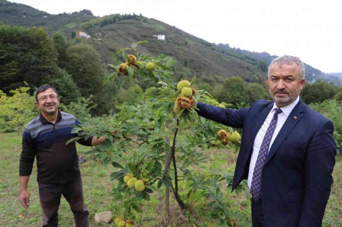 Nebiyan Kestanesinde Çeşit Analizi Devam Ediyor