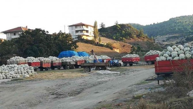 Bilecik’te Kışlık Kabakların Hasadı Yapıldı