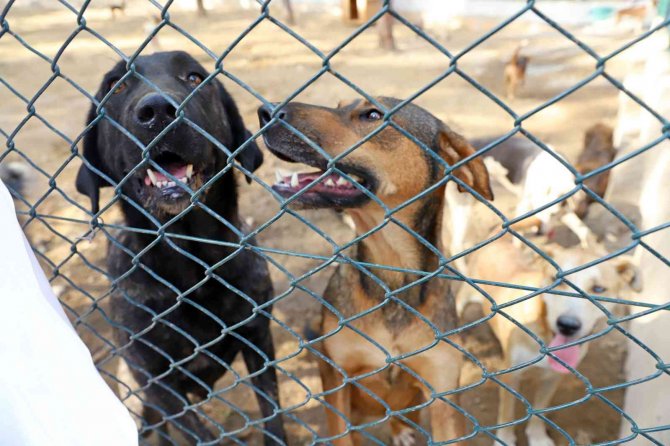 Alanya Belediyesi Köpek Bahçesi Ve Doğal Yaşam Alanı Açıldı