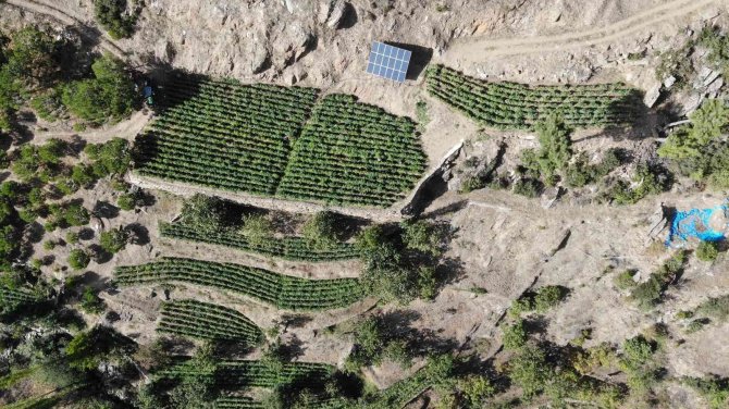 Seralardan Değil, Yaylalardan Sofralara Geliyor