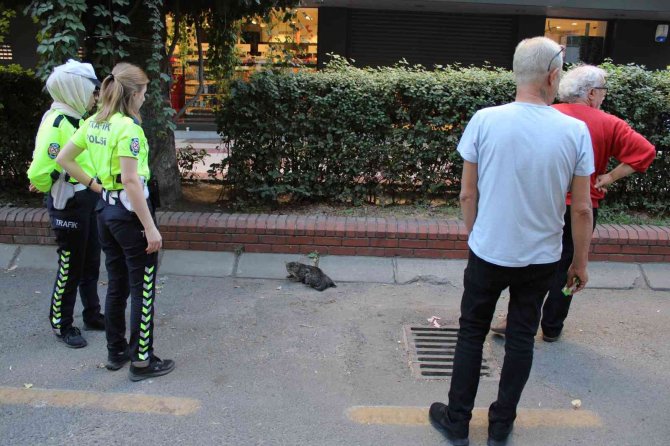 Ayağı Kırılan Kediyi, Kadın Trafikçilerin Dikkati Kurtardı