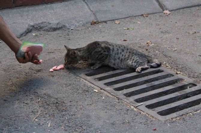 Ayağı Kırılan Kediyi, Kadın Trafikçilerin Dikkati Kurtardı