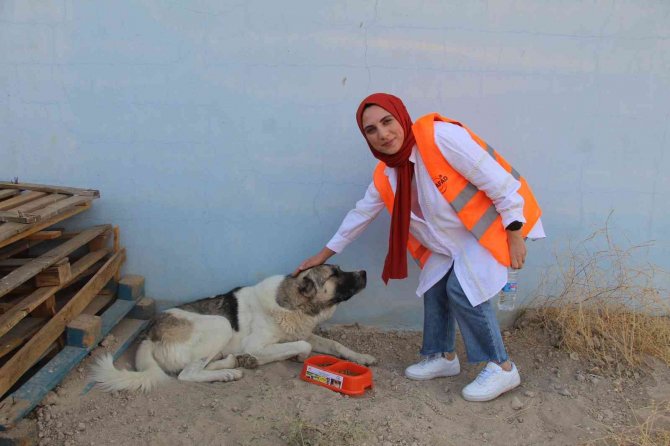 Batman’da Stk Temsilcileri Sokak Hayvanlarını Unutmadı