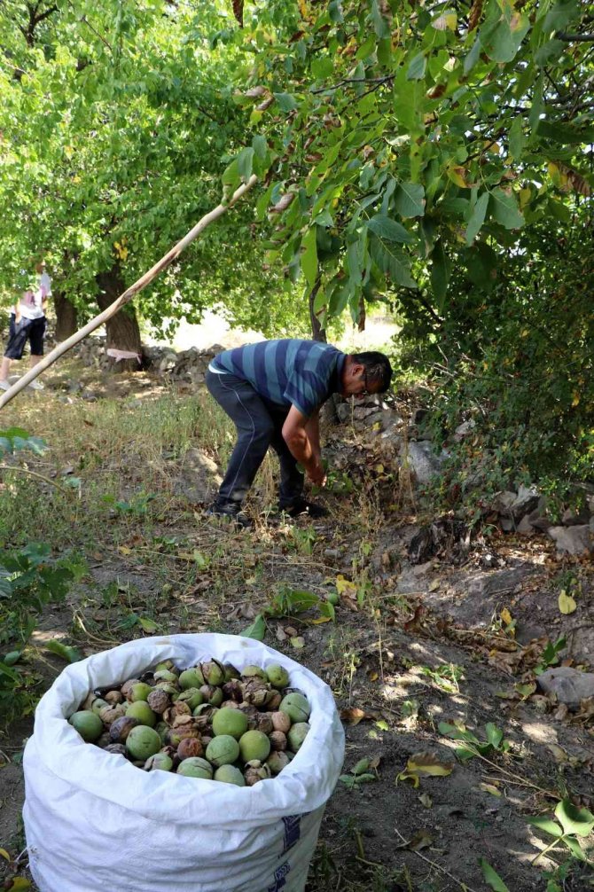 Ceviz Hasadının Başlamasıyla Birlikte Ağaçtan Düşme Vakaları Arttı