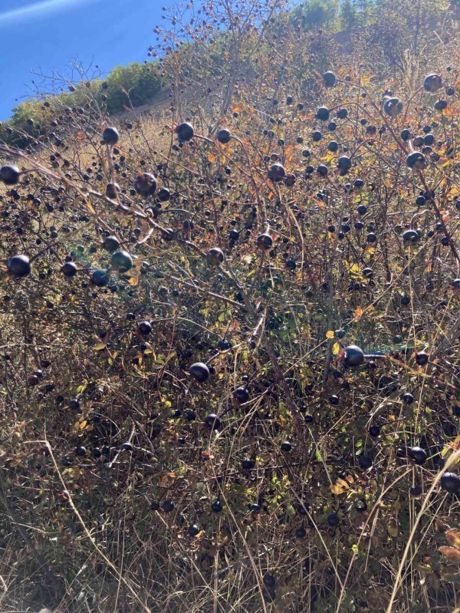 Dikenli Dallara Aldırış Etmeden Şeker Hastası Eşi İçin Koyungözü Meyvesi Topluyor