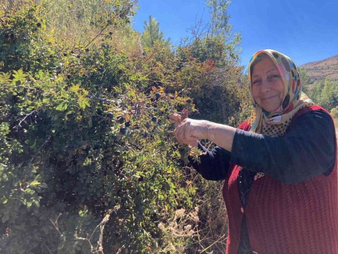 Dikenli Dallara Aldırış Etmeden Şeker Hastası Eşi İçin Koyungözü Meyvesi Topluyor