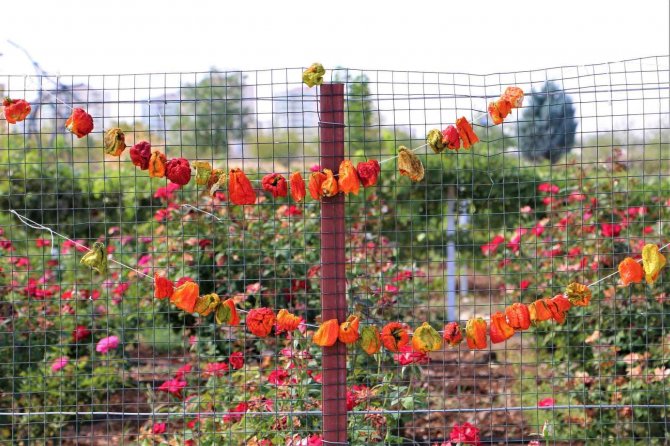 Kayapınarlı Çocuklara ’Ekolojik Ve Atıksız’ Yaşamın Örnekleri Anlatılıyor
