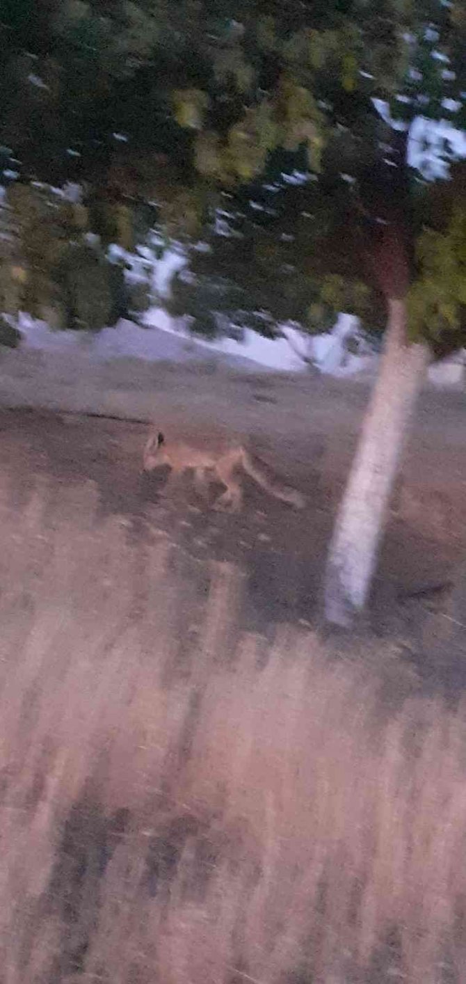 Elazığ’da Evlerin Etrafında Yiyecek Arayan Tilki Görüntülendi