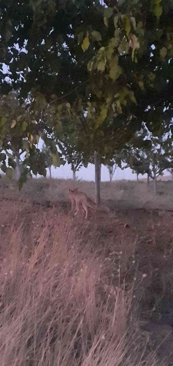 Elazığ’da Evlerin Etrafında Yiyecek Arayan Tilki Görüntülendi
