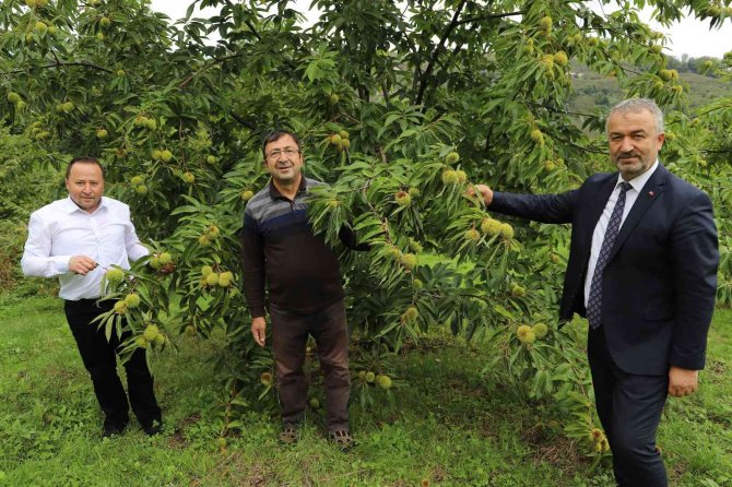 Nebiyan Kestanesinde Çeşit Analizi Devam Ediyor