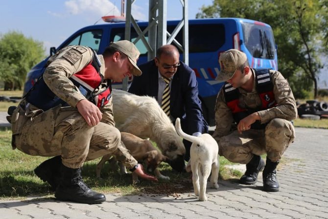 Erzincan’da Sokak Hayvanlarına Yönelik Yemleme Çalışması Yapıldı
