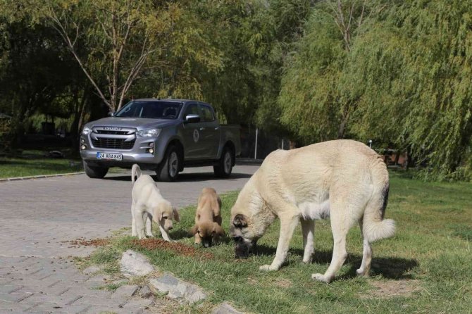 Erzincan’da Sokak Hayvanlarına Yönelik Yemleme Çalışması Yapıldı