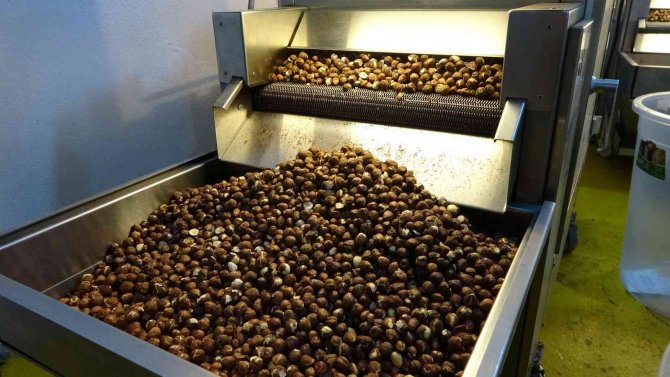 Fındık Kavurma Tesisinde Taleplere Yetişemiyorlar