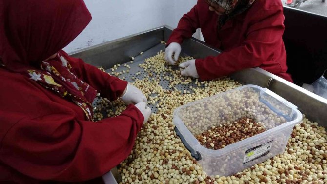 Fındık Kavurma Tesisinde Taleplere Yetişemiyorlar