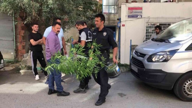 Pendik’te 25 Yaşındaki Genç, Kenevir Yetiştirilen Evde Ölü Bulundu