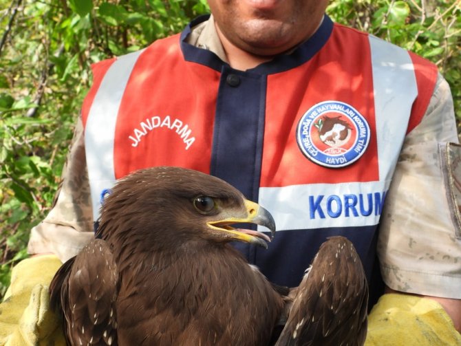 Yaralı Bulunan Küçük Orman Kartalı Tedaviye Alındı