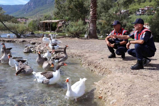 Jandarmadan Hayvanları Koruna Günü Etkinliği