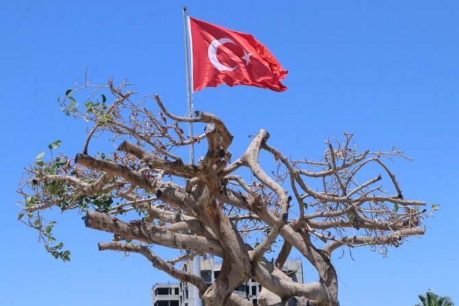 Matkapla Delinip, Zehir Enjekte Edilen Simge Ağaca Zarar Verilmesine İlişki 3 Sanığa Dava Açıldı