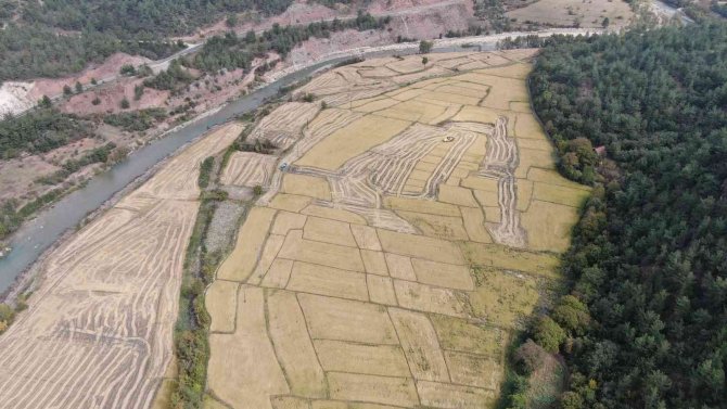 Çeltik Çiftçisi Ücret Artışından Memnun