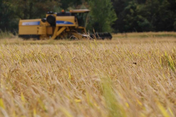 Çeltik Çiftçisi Ücret Artışından Memnun