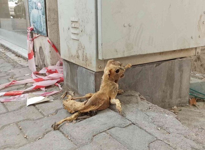 Elektrik Panosunda Bulunan Kedinin İskeleti Görenleri Şaşırttı