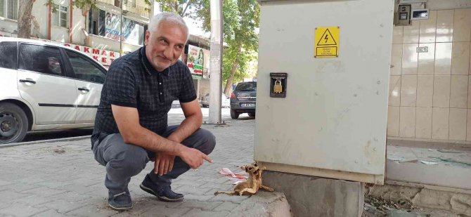 Elektrik Panosunda Bulunan Kedinin İskeleti Görenleri Şaşırttı