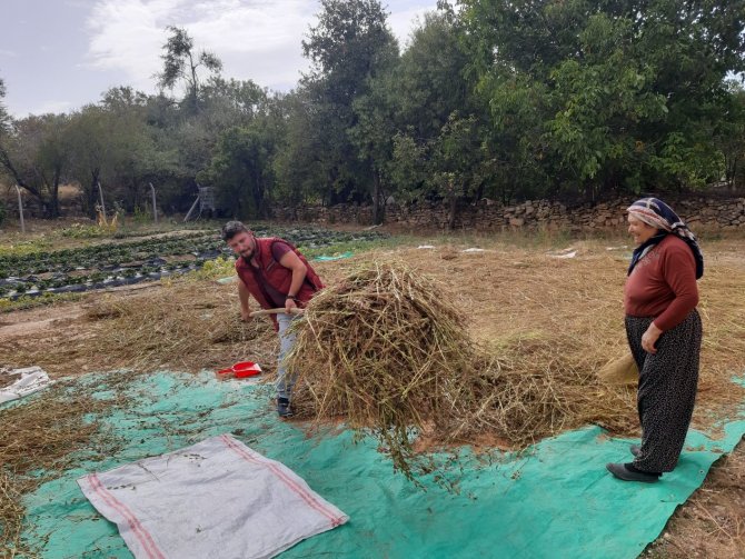Bu Mahallede Yetiştirilen Susam Tahin Üreticilerinin Gözdesi