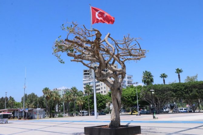 Matkapla Delinip, Zehir Enjekte Edilen Simge Ağaca Zarar Verilmesine İlişki 3 Sanığa Dava Açıldı