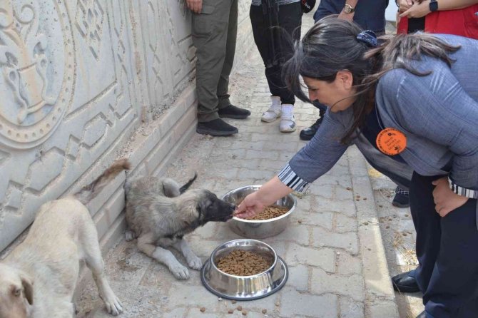 Batman’da Stk Temsilcileri Sokak Hayvanlarını Unutmadı