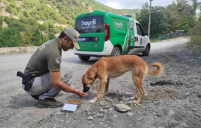 Osmaniye’de Sokak Hayvanlarına Mama Bırakıldı