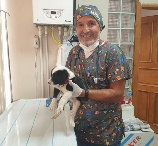 Başkan Karanfil: "Pandemide Yalnızlığımızı Gideren Evcil Hayvanlar, Normalleşme Sürecinde Sokağa Bırakıldı"