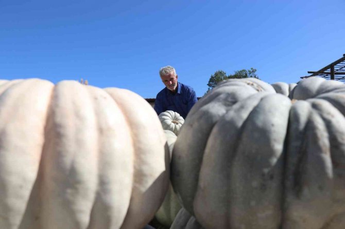 Lezzetiyle Büyüleyen Bal Kabağının Sofralara Yolculuğu Başladı