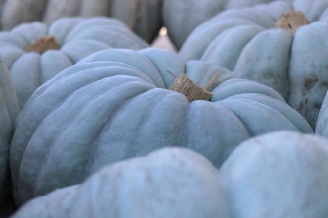 Lezzetiyle Büyüleyen Bal Kabağının Sofralara Yolculuğu Başladı