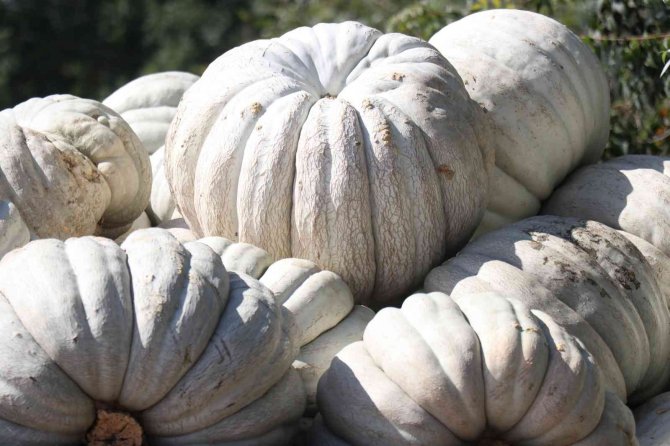 Lezzetiyle Büyüleyen Bal Kabağının Sofralara Yolculuğu Başladı