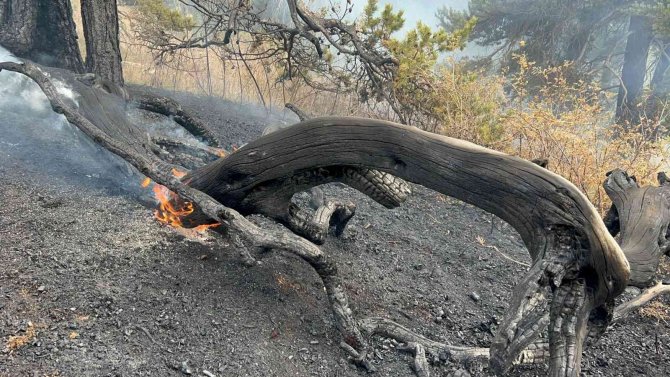 Sarıkamış’ta Ormanlık Alanda Çıkan Örtü Yangını Söndürüldü