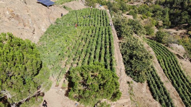 Seralardan Değil, Yaylalardan Sofralara Geliyor