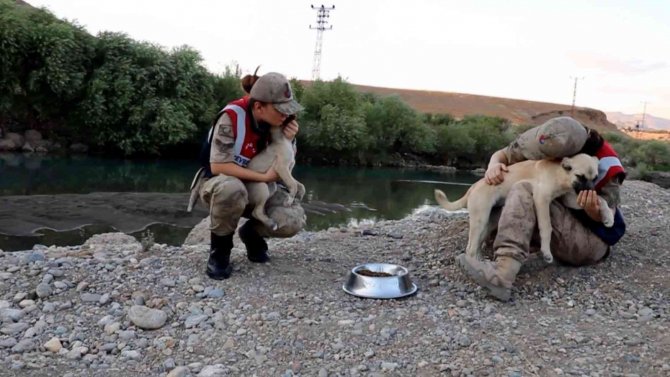 Siirt’te Jandarma Kaçak Avcılara Göz Açtırmıyor