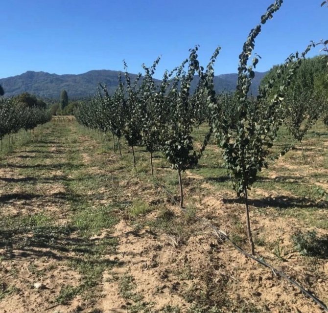Simav’da Sertifikalı Ayva Bahçesinde 2022 Yılı Kontrolü