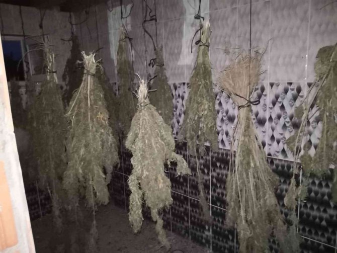 Sinop’ta Kurutulmaya Bırakılmış 13 Kilo Esrar Ele Geçirildi