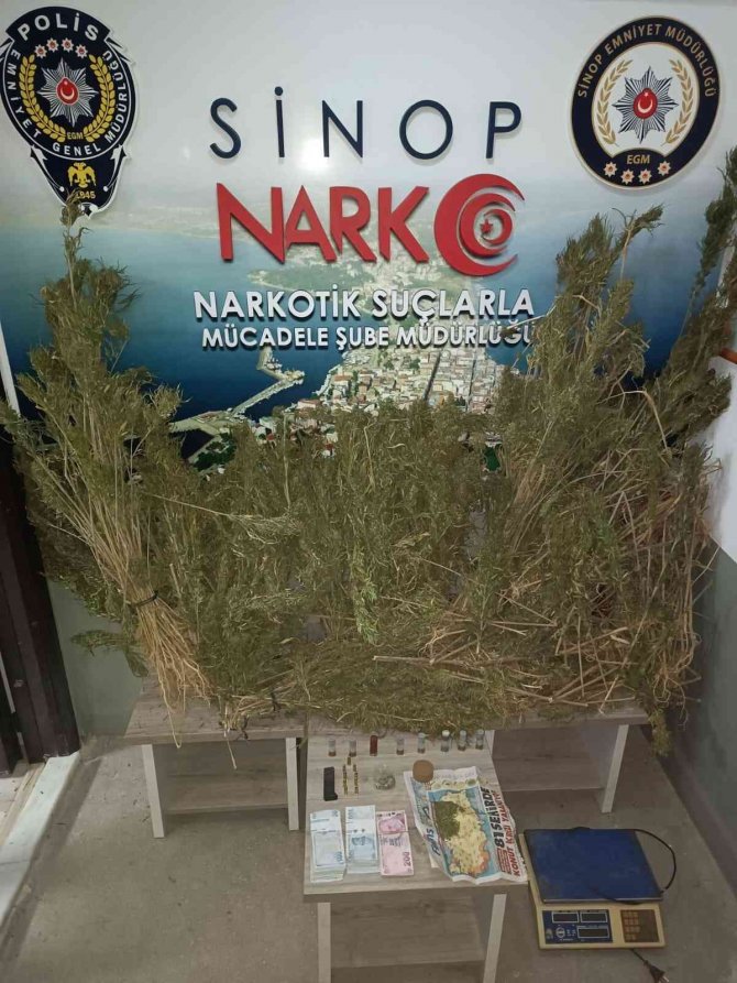 Sinop’ta Kurutulmaya Bırakılmış 13 Kilo Esrar Ele Geçirildi