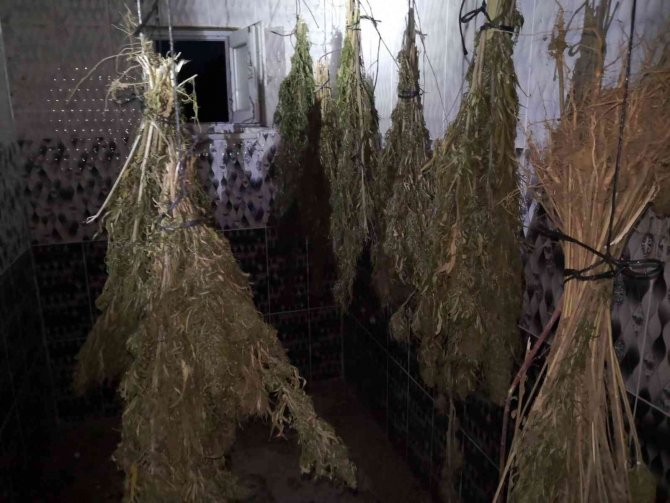 Sinop’ta Kurutulmaya Bırakılmış 13 Kilo Esrar Ele Geçirildi