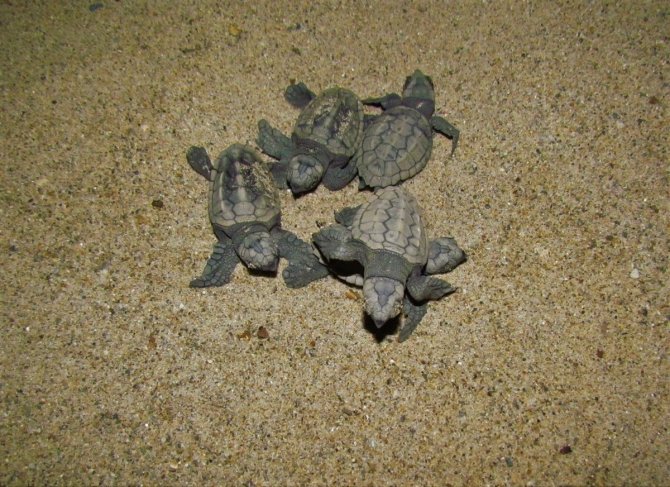 67 Yavru Deniz Kaplumbağası, Özgürlüğe Kulaç Attı