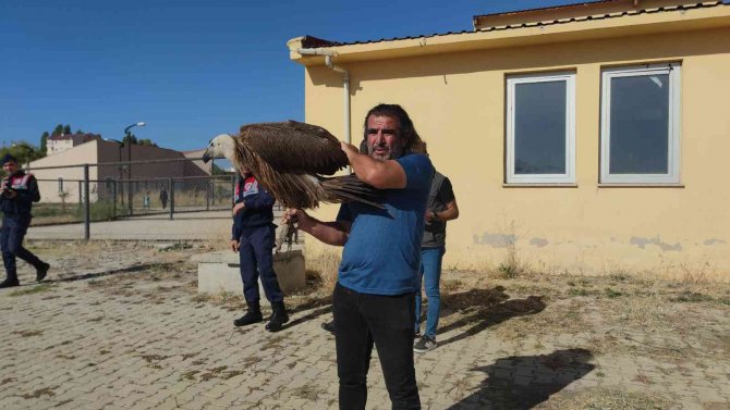 Van’da Tedavileri Tamamlanan 300 Yabanî Hayvan Doğaya Bırakıldı