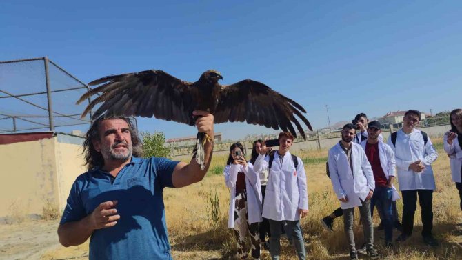 Van’da Tedavileri Tamamlanan 300 Yabanî Hayvan Doğaya Bırakıldı