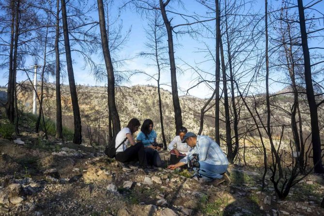 Dünyada Sadece Manavgat’ta Olan Antalya Orkidesi 10 Yıl Sonra Yeniden Bulundu