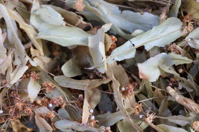 Havalar Soğudu, Vatandaşlar Aktarların Yolunu Aşındırmaya Başladı