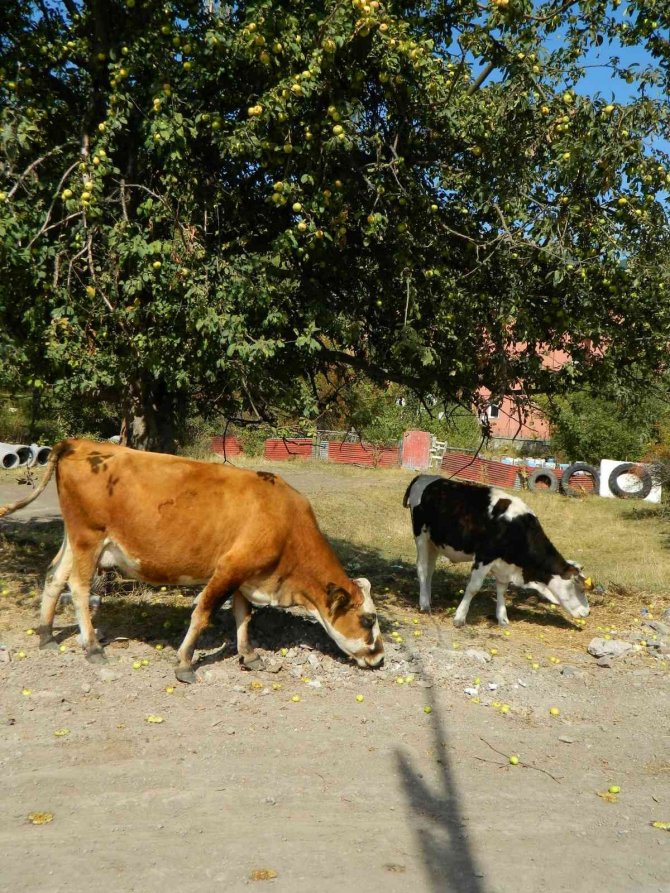 Posof’ta Toplanmayan Meyveler Hayvanlara Kaldı